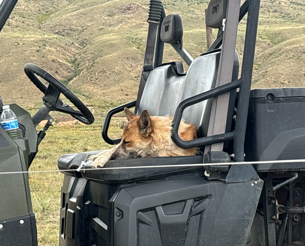 Parks and Wildlife shares additional photos of dog attacked by